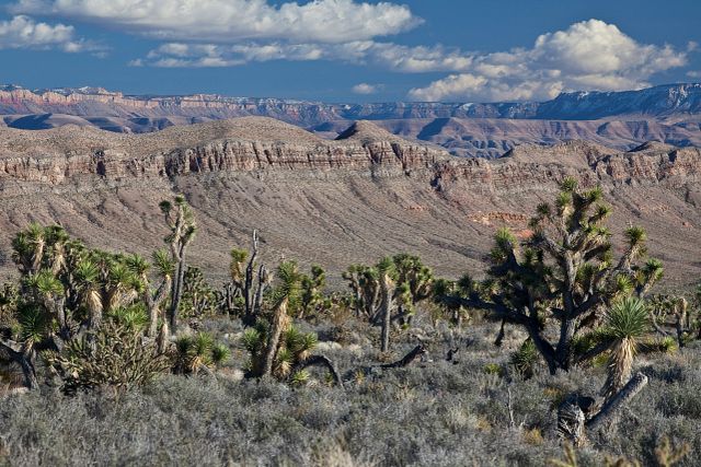 Grand Canyon-Parashant National Monument in Mohave County, Arizona.