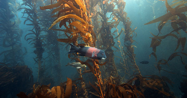sheepshead in a kelp forest