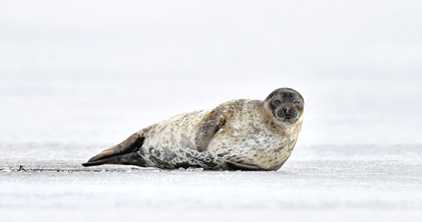 Image of a ringed seal