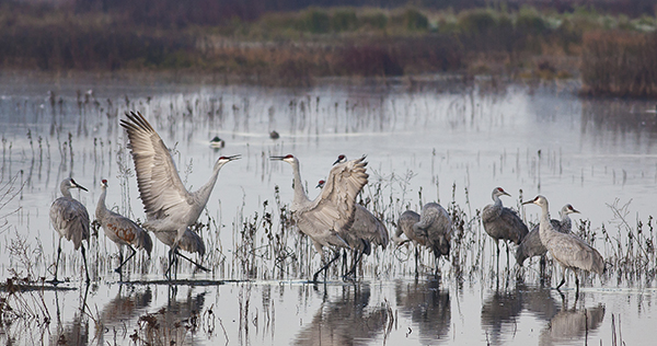 Sandhill cranes in river